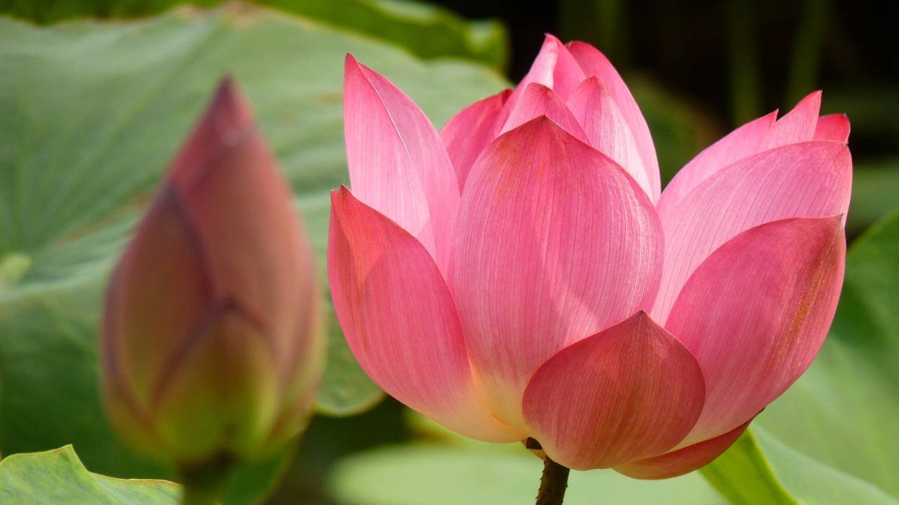 selective-focus-shot-of-a-beautiful-blooming selective-focus-shot-of-a-beautiful-blooming